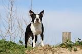 BOSTON TERRIER 341
